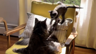 Illustration de l'article : "En 6 jours, elles étaient déjà inséparables", handicapée d’une jambe, cette femelle chaton trouve le bonheur auprès de sa nouvelle grande sœur (vidéo)