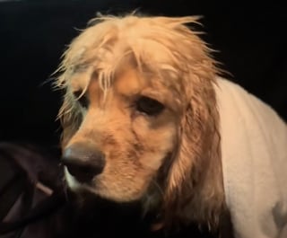 Illustration de l'article : Ce chien qui attendait désespérément devant une salle de sport a changé de vie grâce à une femme encore en deuil de son animal (vidéo)