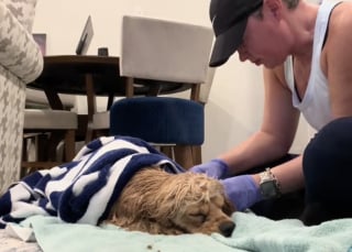 Illustration de l'article : Ce chien qui attendait désespérément devant une salle de sport a changé de vie grâce à une femme encore en deuil de son animal (vidéo)