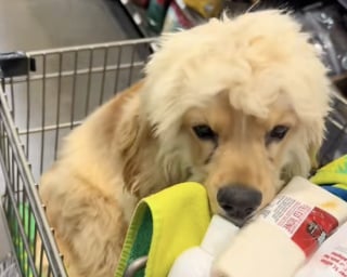 Illustration de l'article : Ce chien qui attendait désespérément devant une salle de sport a changé de vie grâce à une femme encore en deuil de son animal (vidéo)