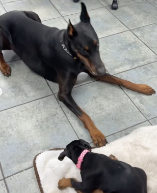 Illustration de l'article : Les propriétaires d’un Dobermann ouvrent leur porte à une petite chienne de la même race et contemplent la magie en train d’opérer (vidéo)
