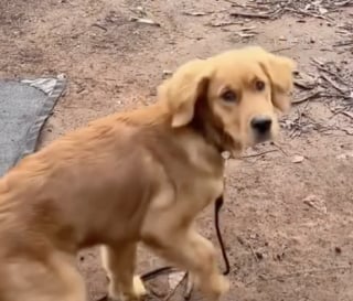 Illustration de l'article : "Son cerveau de chiot essaie de comprendre", un Golden Retriever découvre un canard pour la première fois et peine à contenir son excitation (vidéo)
