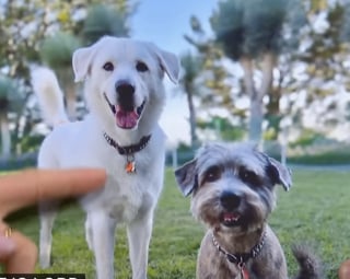 Illustration de l'article : L’actrice Jennifer Aniston revient avec émotion sur l’adoption de son chien Norman, rencontré sur le tournage de la série Friends 
