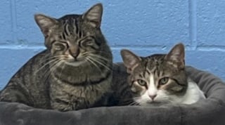 Illustration de l'article : Décidé à accueillir un duo de chats, un couple se fait à l’idée d’ouvrir sa porte à un trio de chats « s’étant adoptés » (vidéo)