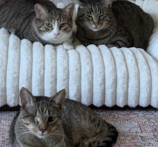 Illustration de l'article : Décidé à accueillir un duo de chats, un couple se fait à l’idée d’ouvrir sa porte à un trio de chats « s’étant adoptés » (vidéo)