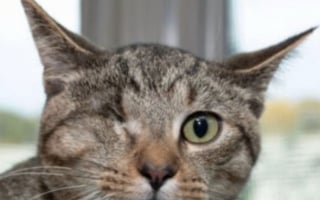 Illustration de l'article : Décidé à accueillir un duo de chats, un couple se fait à l’idée d’ouvrir sa porte à un trio de chats « s’étant adoptés » (vidéo)