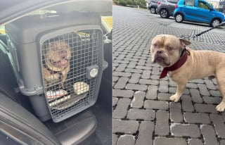 Illustration de l'article : "Une solution responsable et apaisée" trouvée pour Pako, le chien livré en taxi au refuge par sa maîtresse partie en voyage
