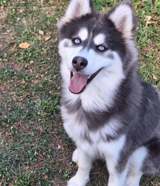 Illustration de l'article : "J'ai tout fait pour le retrouver", un chien volé rentre enfin auprès des siens après 15 jours d'angoisse