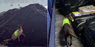 Illustration de l'article : Ces chiens sont formés pour sauver l’iguane des Petites Antilles, emblème local menacé par une espèce invasive