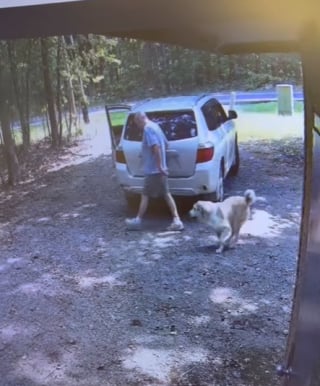 Illustration de l'article : La vidéo déchirante d’un chien joyeux à l’idée de partir en promenade avant de réaliser qu’il vient de se faire abandonner 