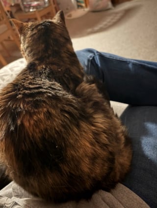 Illustration de l'article : Sa chatte distante depuis toujours l'émeut en venant se blottir contre elle pour la première fois en 15 ans