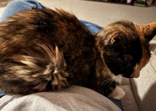 Illustration de l'article : Sa chatte distante depuis toujours l'émeut en venant se blottir contre elle pour la première fois en 15 ans