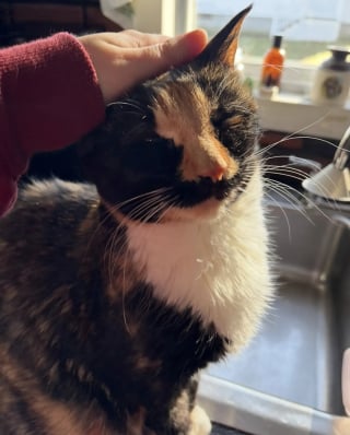 Illustration de l'article : Sa chatte distante depuis toujours l'émeut en venant se blottir contre elle pour la première fois en 15 ans