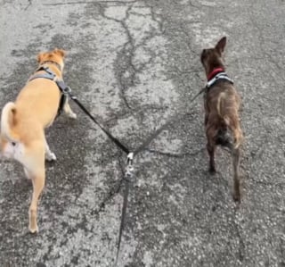 Illustration de l'article : Au cours d’un déplacement professionnel avec son chien, cette jeune femme fait la rencontre d’un chien errant qui s’empare de son coeur (vidéo)