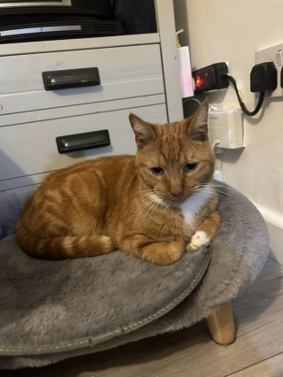 Illustration de l'article : Volé en pleine sieste devant son foyer, ce chat roux s’évanouit cinq jours avant que des voisins ne le découvrent épuisé