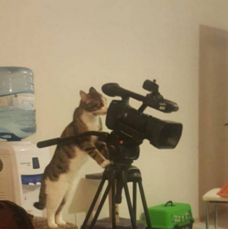 Illustration de l'article : 15 photos drôles de chats qui prennent visiblement leur travail très à coeur