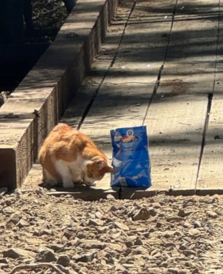 Illustration de l'article : Retrouvé sous un pont par un ouvrier, un chat borgne revoit sa famille dont il était privé depuis 7 ans