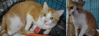 Illustration de l'article : Retrouvé sous un pont par un ouvrier, un chat borgne revoit sa famille dont il était privé depuis 7 ans