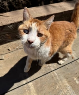 Illustration de l'article : Retrouvé sous un pont par un ouvrier, un chat borgne revoit sa famille dont il était privé depuis 7 ans
