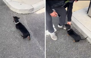 Illustration de l'article : Perdu en bord de mer, ce Teckel suit une joggeuse qui l’aide à retrouver son maître après une heure d’angoisse (vidéo)