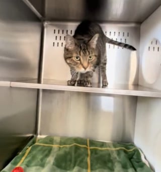 Illustration de l'article : Adoptée puis rapportée une semaine plus tard, cette chatte timide retrouve son box anxiogène avant qu’un nouveau foyer ne lui ouvre ses bras