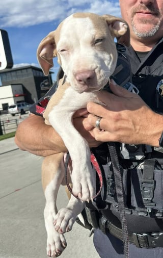 Illustration de l'article : La police arrête un voleur de voiture et découvre un chiot apeuré à bord, sa famille soulagée peut enfin le serrer dans ses bras