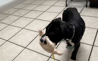 Illustration de l'article : Une mère d’accueil s’inquiète de la maigreur de son pensionnaire, et découvre qu'il n'était pas du tout un chien de taille moyenne (vidéo)