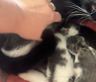 Illustration de l'article : « C’est juste le plus petit de la portée » : une propriétaire découvre stupéfaite le petit animal qui s’est incrusté dans la portée de sa chatte (vidéo)