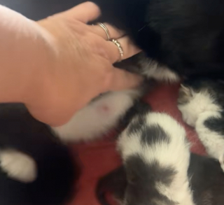 Illustration de l'article : « C’est juste le plus petit de la portée » : une propriétaire découvre stupéfaite le petit animal qui s’est incrusté dans la portée de sa chatte (vidéo)