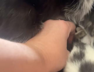 Illustration de l'article : « C’est juste le plus petit de la portée » : une propriétaire découvre stupéfaite le petit animal qui s’est incrusté dans la portée de sa chatte (vidéo)