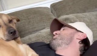 Illustration de l'article : "Si je pose ma tête, il pose la sienne", un chiot adopté reproduit tout les faits et gestes de son humain (vidéo)