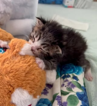 Illustration de l'article : Seul rescapé d'une portée abandonnée près d'une boîte aux lettres, ce chaton se bat pour survivre et connaît enfin le bonheur 