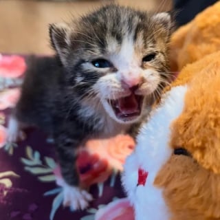 Illustration de l'article : Seul rescapé d'une portée abandonnée près d'une boîte aux lettres, ce chaton se bat pour survivre et connaît enfin le bonheur 