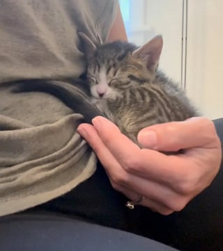 Illustration de l'article : Seul rescapé d'une portée abandonnée près d'une boîte aux lettres, ce chaton se bat pour survivre et connaît enfin le bonheur 