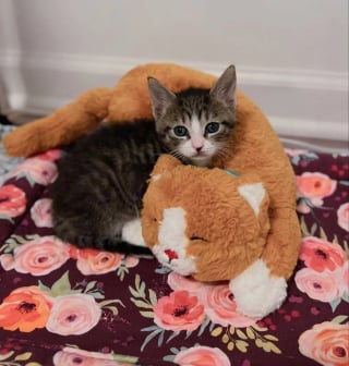 Illustration de l'article : Seul rescapé d'une portée abandonnée près d'une boîte aux lettres, ce chaton se bat pour survivre et connaît enfin le bonheur 