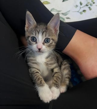 Illustration de l'article : Seul rescapé d'une portée abandonnée près d'une boîte aux lettres, ce chaton se bat pour survivre et connaît enfin le bonheur 