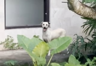 Illustration de l'article : N'étant pas parvenue à sauver un chiot nouveau-né découvert dans un état critique, elle fait la promesse de sauver tout le reste de sa portée
