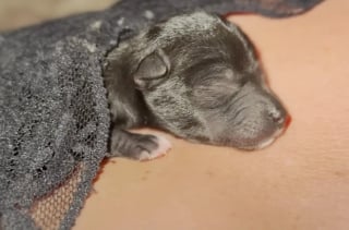 Illustration de l'article : N'étant pas parvenue à sauver un chiot nouveau-né découvert dans un état critique, elle fait la promesse de sauver tout le reste de sa portée
