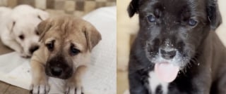 Illustration de l'article : N'étant pas parvenue à sauver un chiot nouveau-né découvert dans un état critique, elle fait la promesse de sauver tout le reste de sa portée