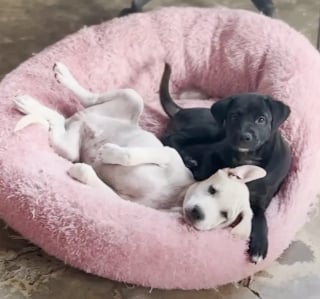 Illustration de l'article : N'étant pas parvenue à sauver un chiot nouveau-né découvert dans un état critique, elle fait la promesse de sauver tout le reste de sa portée