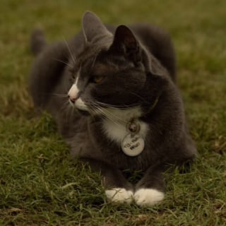 Illustration de l'article : Un chat s’invite à un mariage et adopte un comportement très détendu avant l’entrée de la mariée (vidéo) 