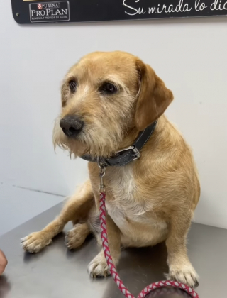 Illustration de l'article : Ils pensent que leur chien est aveugle, puis découvrent qu’il excelle simplement dans l’art d’ignorer les gens (vidéo) 