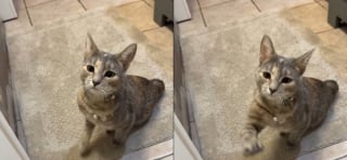 Illustration de l'article : Cette chatte paralysée des pattes arrière tient tous les jours à fêter le retour de son humaine malgré son handicap (vidéo)