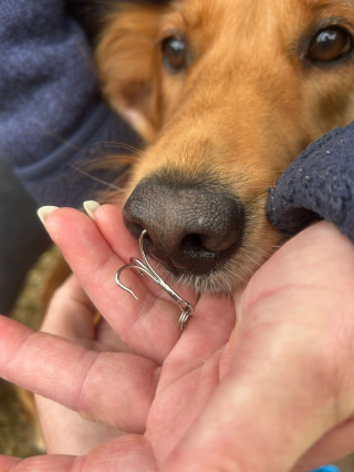 Illustration de l'article : Une chienne blessée par un hameçon subit une opération, sa maîtresse lance un appel aux pêcheurs