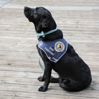 Illustration de l'article : L’Aveyron accueille son premier chien d’assistance judiciaire, formé pour apaiser l’angoisse des victimes face aux audiences