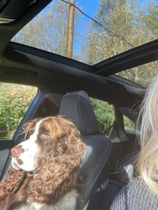 Illustration de l'article : 15 amis canins qui deviennent les rois de la comédie en une photo