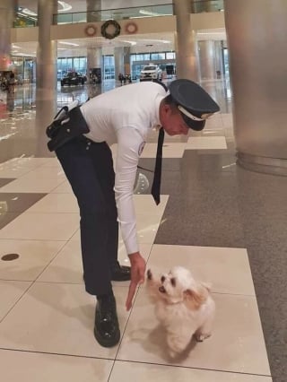Illustration de l'article : 15 amis canins qui deviennent les rois de la comédie en une photo
