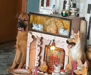 Illustration de l'article : 15 amis canins qui deviennent les rois de la comédie en une photo