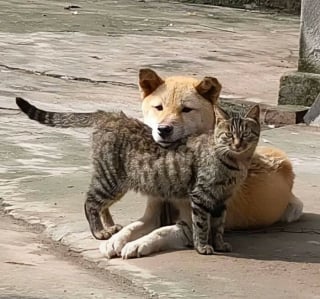 Illustration de l'article : 15 amis canins qui deviennent les rois de la comédie en une photo