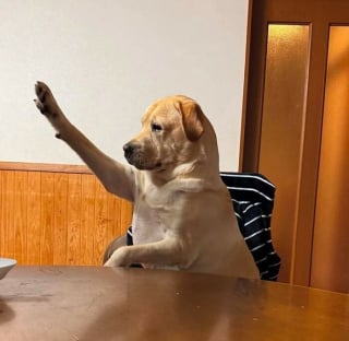 Illustration de l'article : 15 amis canins qui deviennent les rois de la comédie en une photo